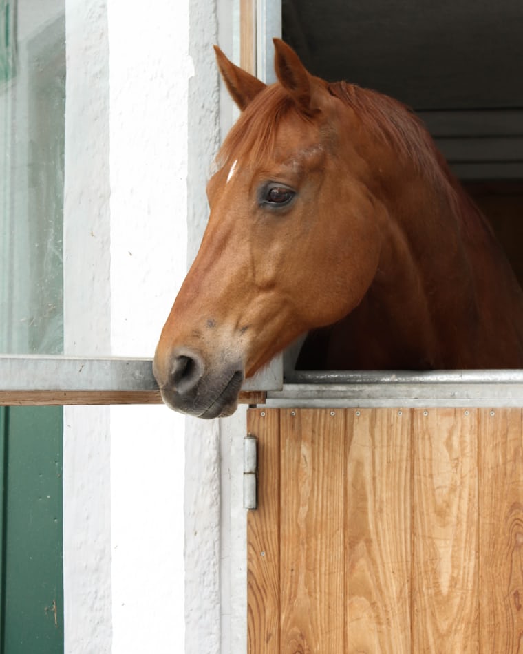 Horse looking out from the stables in the morning